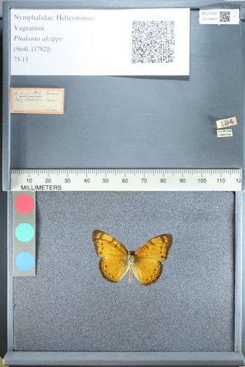 Media type: image;   Entomology 158961